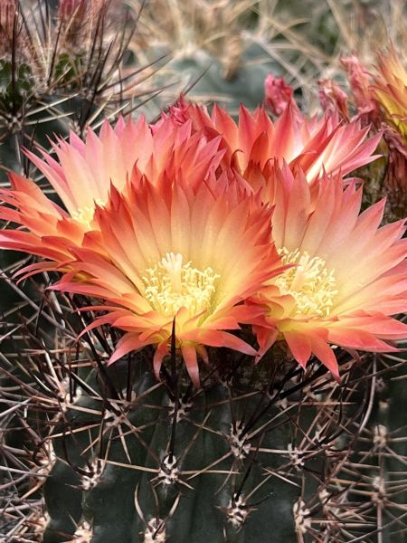 Pyrrhocactus andreanus
